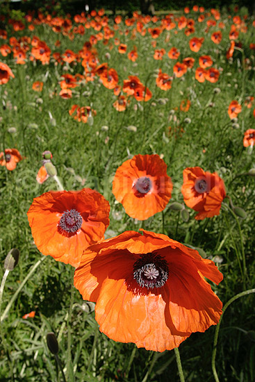 G�rdevalmue. Almindelig G�rde-Valmue; Papaver dubium; KVLs have; ; ; planter; Valmue-familien, Papaveraceae, Valmue-ordenen, Papaverales, blomster