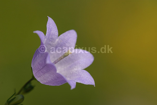 Klokkeblomst; Campanula spec; F�rup; ; ; planter; Klokkefamilien, Campanulaceae, R�rhannede, Asteranae, blomster