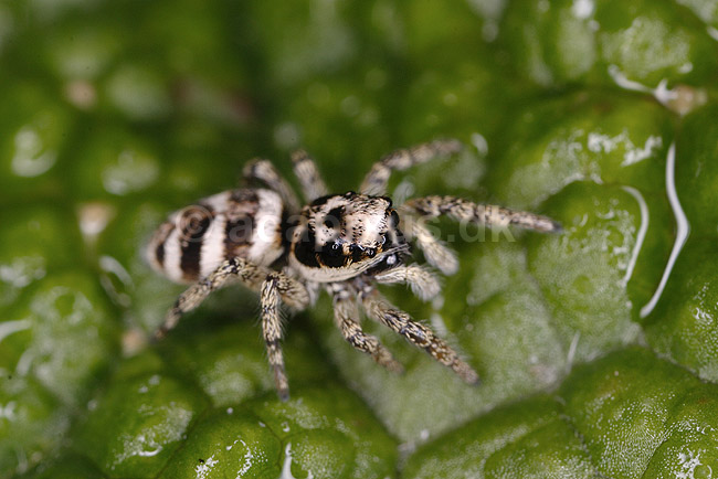 Zebraedderkop. Zebraedderkop p� jagt efter bytte; Salticus scenicus; KVL's have; ; ; spindlere; Springedderkopper, Salticidae, edderkopper, Araneae, Arachnida, rovdyr