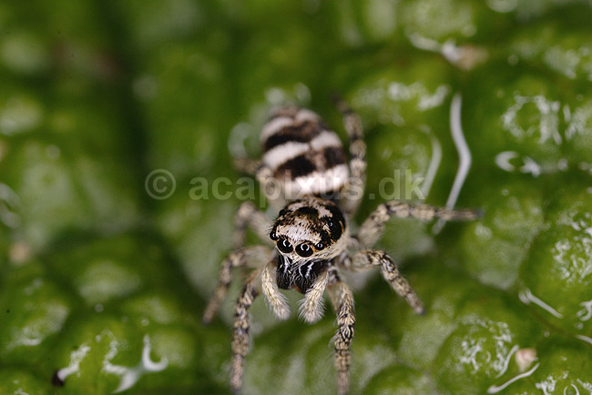 Zebraedderkop. Zebraedderkop p� jagt efter bytte; Salticus scenicus; KVL's have; ; ; spindlere; Springedderkopper, Salticidae, edderkopper, Araneae, Arachnida, rovdyr