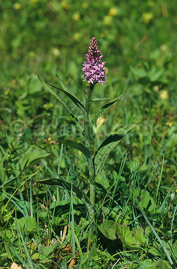 Maj G�geurt. Maj-G�geurt p� �land, Majg�geurt; Dactylorhiza majalis; �land; Sverige; ; planter; Orkid�-ordenen, Orchidales, Orkid�-familien, Orchidaceae, orkideer, g�geurter, g�geurtfamilien, blomster