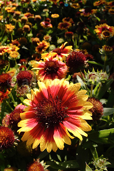 B�rstekokarde. B�rstekokarde - Arizona Sun; Gaillardia aristata, Gillardia aristata; KVL's have; ; ; planter; R�rhannede, Asteranae, Kurveblomst-familien, Asteraceae, Compositae, blomster, haveblomster