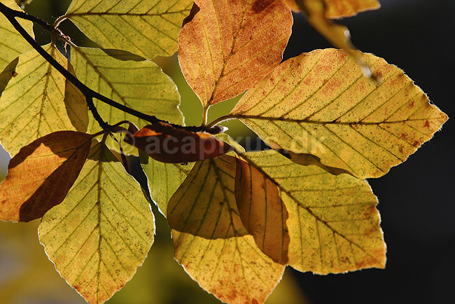 B�geblade. Efter�rsblade af b�g gennemlyste af solen; Fagus sylvatica; Dyrehaven; Danmark; ; planter; B�ge-familien, Fagaceae, Cupuliferae, B�ge-ordenen, Fagales, b�getr�, l�vfald, efter�r