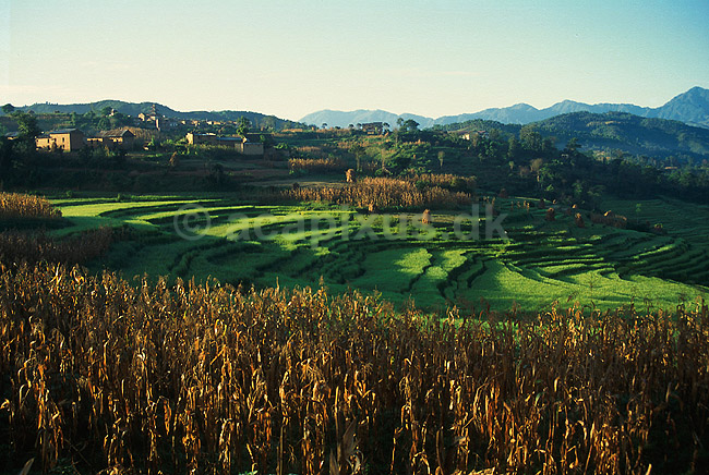 Rismarker. Rismarker i Himalayas forbjerge i Nepal; Oryza sativa; ; Nepal; Asien; ; Landbrug