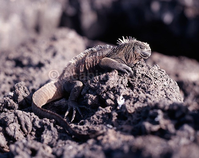 Havleguan. Havleguan varmer kroppen i solen p� lavasten; Amblyrhynchus cristatus, Iguanidae; North Seymour / Galapagos; Equador, Ecuador; Syd Amerika; krybdyr; Leguaner, �gler, Sauria, Reptilia
