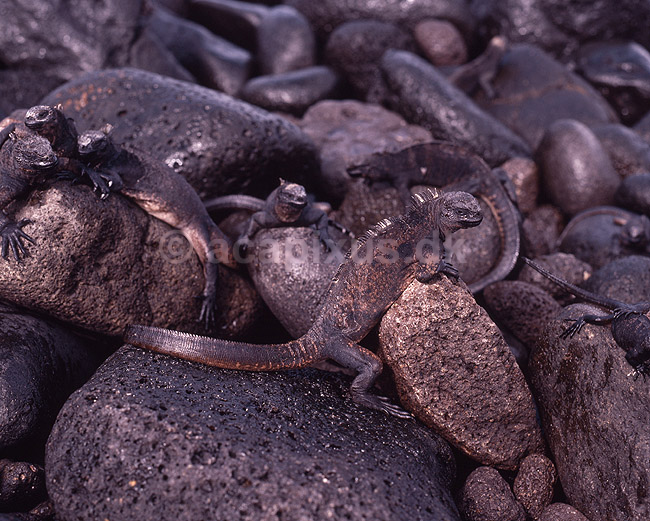 Havleguan. Havleguaner varmer kroppen i solen p� lavasten; Amblyrhynchus cristatus, Iguanidae; North Seymour / Galapagos; Equador, Ecuador; Syd Amerika; krybdyr; Leguaner, �gler, Sauria, Reptilia