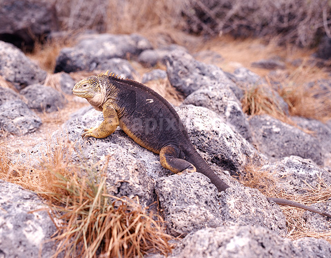 Landleguan; Conolophus subcristatus, Iguanidae; South Plazas / Galapagos; Equador, Ecuador; Syd Amerika; krybdyr; Leguaner, �gler, Sauria, Reptilia
