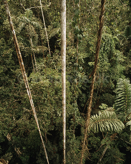 Regnskov. Lianer h�nger ned gennem tr�kronerne i regnskov i Yasuni National Park i Amazonas; ; Yasuni NP / Amazonas; Equador, Ecuador; Syd Amerika; ; landskaber, jungle, tropisk regnskov, blade, gr�n, klima, fotosyntese