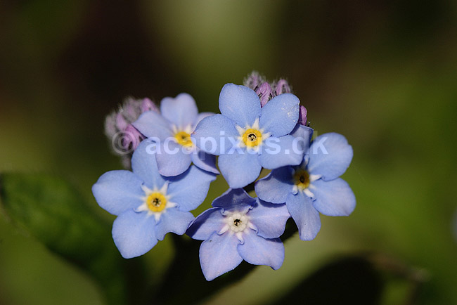 Forglemmigej; Myosotis spec.; H�kens�s; Sverige; ; planter; Rublad-familien, Boraginaceae, Natskygge-ordenen, Solanales, blomster