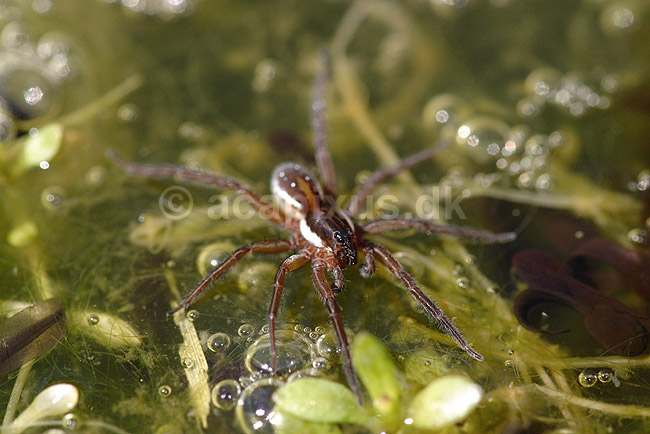 Dolomedes. Dolomedes edderkop; Dolomedes fimbriatus; H�kens�s; Sverige; ; spindlere; Rovedderkopper, Pisauridae, edderkopper, Arachnida