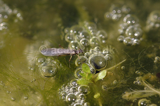 Sl�rvinge; Dinocras cephalotes; H�kens�s; Sverige; ; insekter; Sl�rvinger, Plecoptera, vandkvalitet