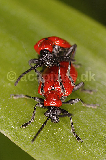 Liljebiller. Liljebiller under parring; Lilioceris lilii, Chrysomelidae; �lstykke / Sj�lland; Danmark; ; insekter; parring, sex, reproduktion