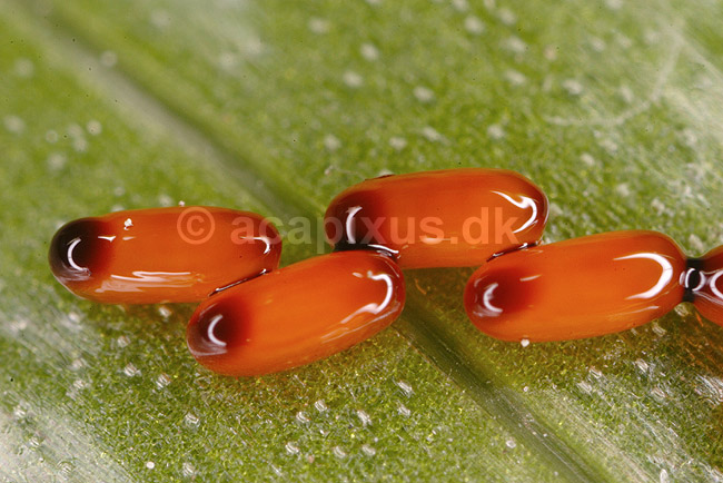 Liljebille�g. �g af liljebiller p� overfladen af blad af kongekrone; Lilioceris lilii, Chrysomelidae; �lstykke / Sj�lland; Danmark; ; insekter; parring, sex, reproduktion