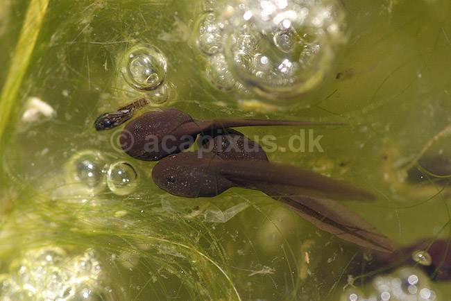 Haletudser. Haletudser s�ger f�de p� algev�kst; ; H�kens�s; Sverige; ; padder; Springpadder, Anura, Padder, Amphibia, fr�er