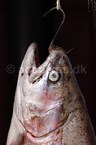 �rred. �rred h�ngt til t�rre f�r rygning; Salmo gairdneri; H�kens�s; Sverige; ; fisk; Lystfiskeri, madlavning, spisefisk