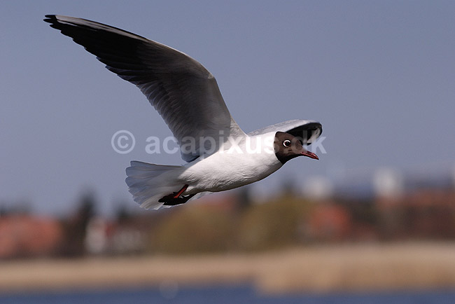 H�ttem�ge. H�ttem�ge flyver over Utterslev Mose; Larus ridibundus, Laridae; Utterslev Mose / Sj�lland; ; ; fugle; M�gefugle, Laridae