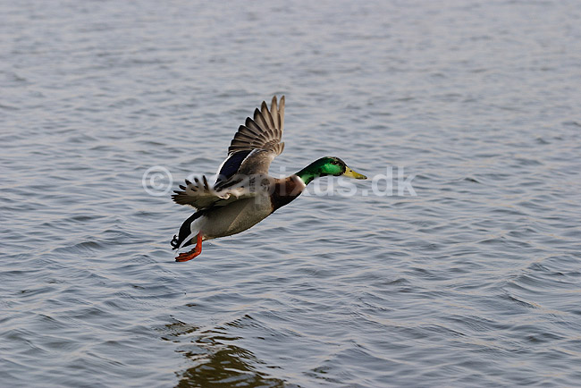 Gr�and. Gr�and han flyver over vandet i Utterslev Mose; Anas platyrhynchos, Anatidae; Utterslev Mose / Sj�lland; ; ; fugle; �nder, Andefugle, Anseriformes, Anatidae
