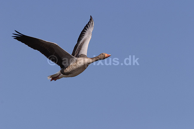 Gr�g�s. Gr�g�s flyver over Utterslev Mose; Anser anser, Anatidae; Utterslev Mose / Sj�lland; ; ; fugle; G�s, Andefugle, Anseriformes, Anatidae