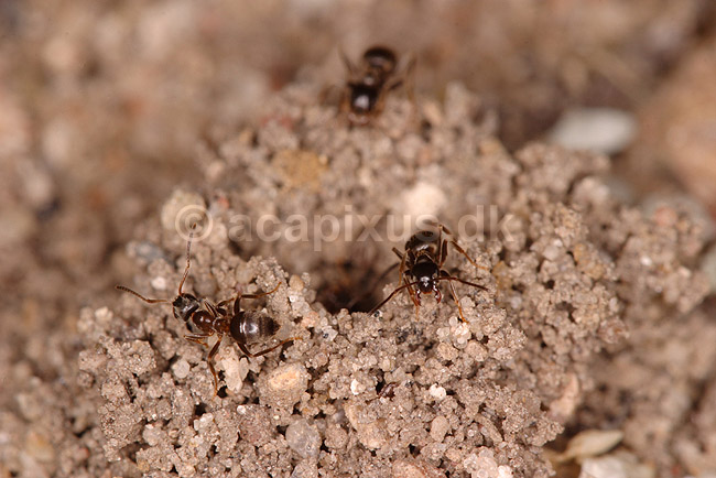 Havemyrer. Sort havemyre p� sandvold omkring indgangshullet til det underjordiske bo.; Lasius niger; ; ; ; insekter; �revingede, Hymenoptera
