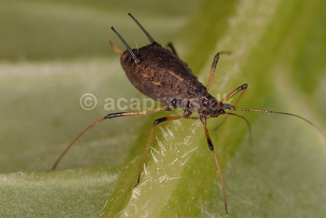 Bladlus. Bladlus p� blad; Aphis gossypii; ; ; ; insekter; Aphidoidea, skadedyr, Homoptera
