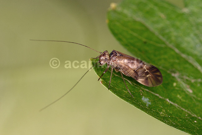 Barklus; Metylophorus nebulosus; ; ; ; insekter; Psocoptera