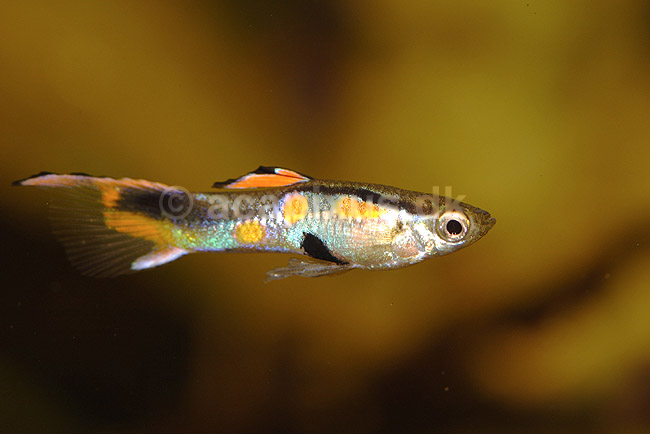 Gyppy. Vildguppy; Poecilia reticulata; ; ; ; fisk; akvarier, akvariefisk, levendef�dende tandkarper, ungef�dende tandkarper