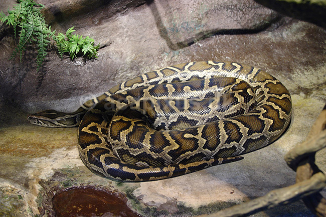 Tigerpython. M�rk tigerpython; Python molurus bivittatus; ; ; ; krybdyr; Pythoner, Boidae, Reptilia