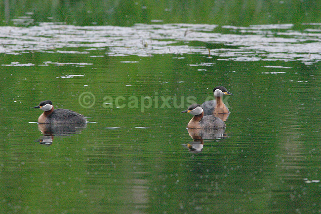 Lappedykker. Gr�strubet lappedykker; Podiceps griseigena; ; ; ; fugle; Lappedykkere, Podicipedidae, Podicipediformes