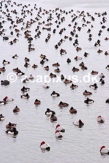 Rastende fugle. Fugle (is�r trold�nder og taffel�nder) rastende i v�ge i Damhuss�en; ; Damhuss�en / Sj�lland; ; ; fugle; Andefugle, Anatidae, Anseriformes, troldand, taffeland