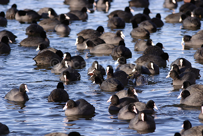 Blish�ns. Blish�ns rastende i v�ge i Damhuss�en; Fulica atra; Damhuss�en / Sj�lland; ; ; fugle; Blish�ne, Vandh�ns, Rallidae, Tranefugle, Gruiformes