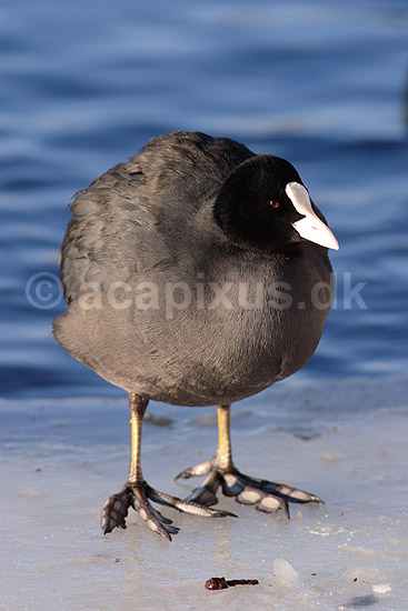Blish�ne. Blish�ne i Damhuss�en; Fulica atra; Damhuss�en / Sj�lland; ; ; fugle; Blish�ns, Vandh�ns, Rallidae, Tranefugle, Gruiformes