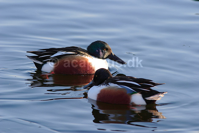 Skeand. Skeand i Utterslev Mose; Anas clypeata; Utterslev Mose / Sj�lland; ; ; fugle; Ske�nder, andefugle, Anatidae, Anseriformes
