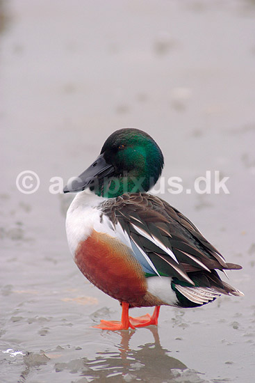 Skeand. Skeand p� isen ved Utterslev Mose; Anas clypeata; Utterslev Mose / Sj�lland; ; ; fugle; Ske�nder, andefugle, Anatidae, Anseriformes