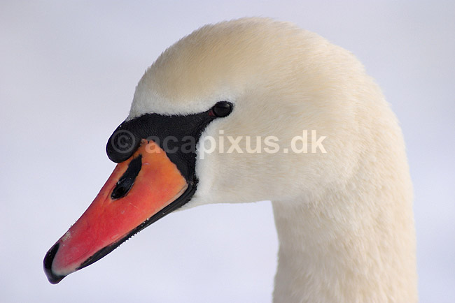 Knopsvane; Cygnus olor; Utterslev Mose / Sj�lland; ; ; fugle; Andefugle, Anseriformes, Anatidae, Knopsvaner