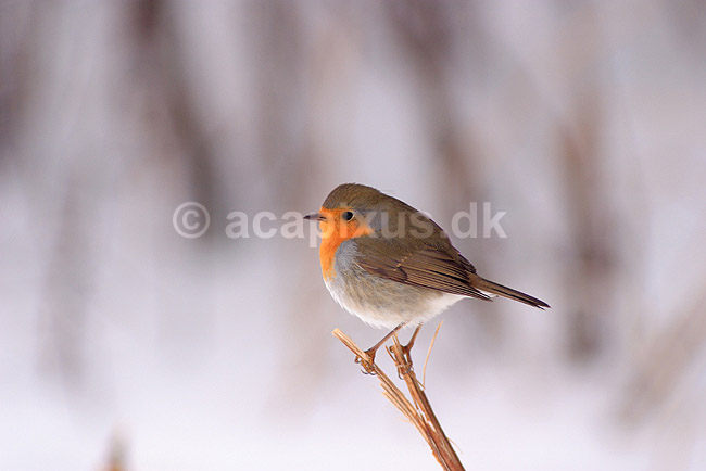 R�dhals; Erithacus rubecula; Utterslev Mose / Sj�lland; ; ; fugle; R�dhalse, Drosler, Turdinae, Spurvefugle, Passeriformes