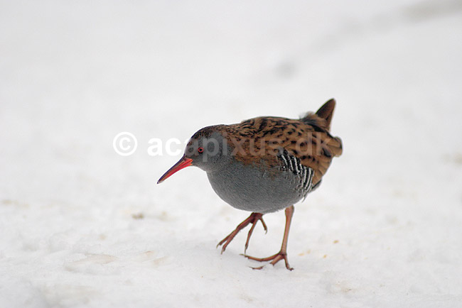 Vandrikse. Vandrikse s�ger f�de i sneen og isen ved Utterslev Mose; Rallus aquaticus; Utterslev Mose / Sj�lland; ; ; fugle; Vandrikser, Vandh�ns, Rallidae, Tranefugle, Gruiformes