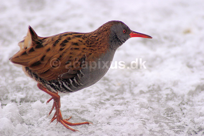 Vandrikse. Vandrikse s�ger f�de i sneen og isen ved Utterslev Mose; Rallus aquaticus; Utterslev Mose / Sj�lland; ; ; fugle; Vandrikser, Vandh�ns, Rallidae, Tranefugle, Gruiformes