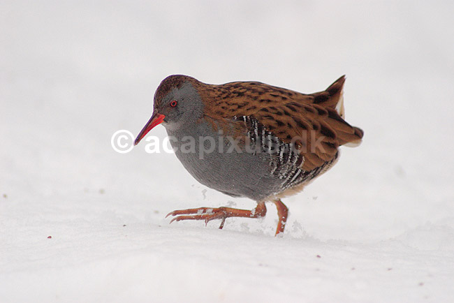 Vandrikse. Vandrikse s�ger f�de i sneen og isen ved Utterslev Mose; Rallus aquaticus; Utterslev Mose / Sj�lland; ; ; fugle; Vandrikser, Vandh�ns, Rallidae, Tranefugle, Gruiformes