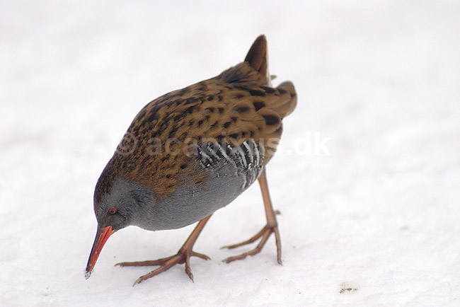 Vandrikse. Vandrikse s�ger f�de i sneen og isen ved Utterslev Mose; Rallus aquaticus; Utterslev Mose / Sj�lland; ; ; fugle; Vandrikser, Vandh�ns, Rallidae, Tranefugle, Gruiformes