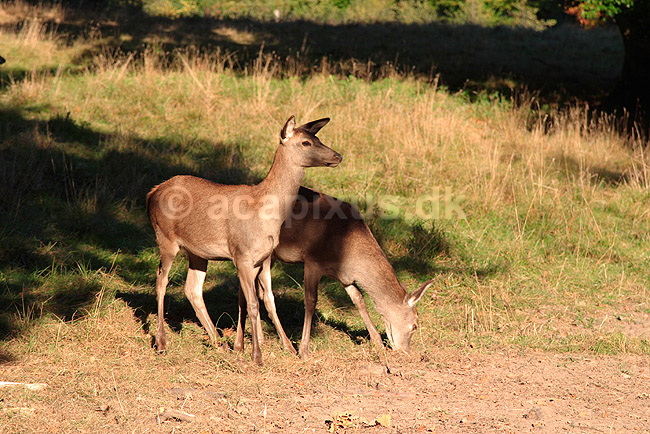 Kronhjort. Kronhjort s�ger agern under egetr�; Cervus elaphus, Cervidae; J�gersborg Dyrehave / Sj�lland; ; ; pattedyr; Hjorte, kronhjorte, Cervidae, Parrett�ede hovdyr, Artiodactyla