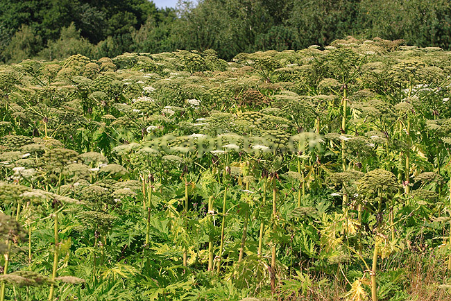Bj�rneklo. Skov af K�mpe Bj�rneklo ; Heracleum mantegazzianum; Sj�lland; ; ; planter; sk�rmplanter, sk�rmplante, Apiaceae, Umbilliferae, Sk�rmblomster, Araliales