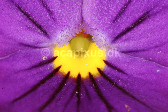Stedmoderblomst. St�vdragere i blomsten af Stedmoderblomst; Viola tricolor maxima; ; ; ; planter; blomster, violer, Viola, Violaceae, Violales, altankasseblomster