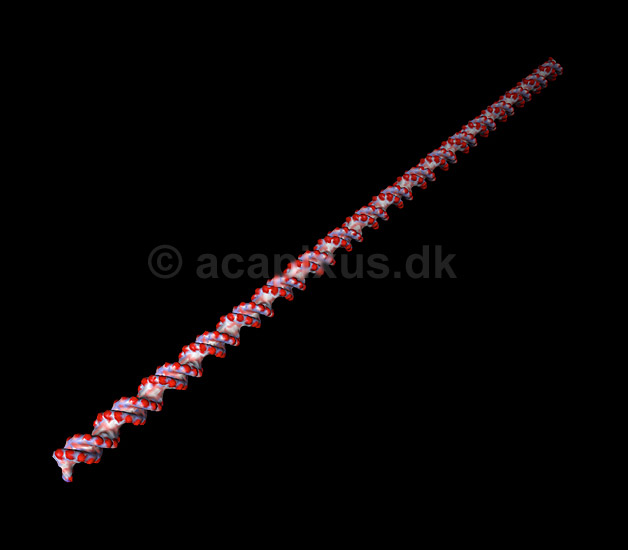 DNA. Deoxyribo Nucleic Acid, DNA molekyle model; ; ; ; ; ; genetik, gener, arvemateriale, genetisk, GMO, videnskab, gensplejsning