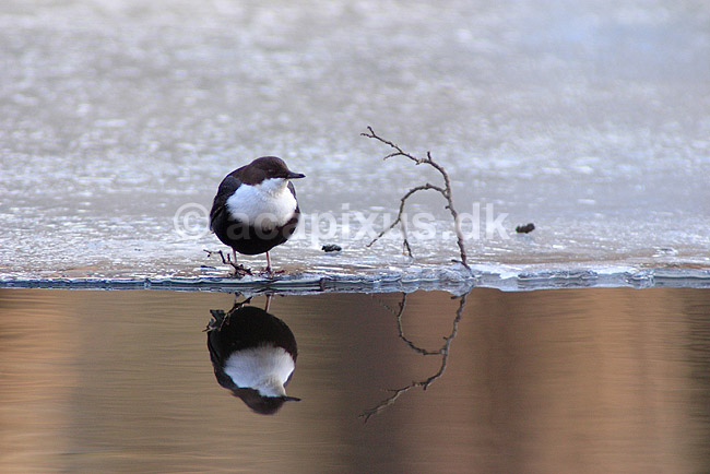 Vandst�r. Vandst�r st�ende p� iskant; Cinclus cinclus; J�gersborg Hegn / Nordsj�lland; Danmark; ; fugle; vandst�re, Cinclidae, Spurvefugle, Passeriformes
