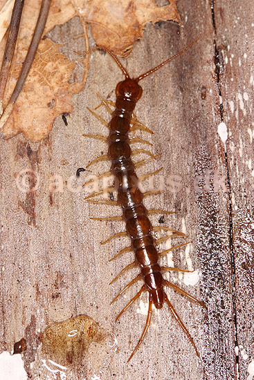 Skolopender; Lithobius forficatus; Klint; Danmark; ; spindlere; Skolopendre, Chilopoda, Tusindben, Myriapoda