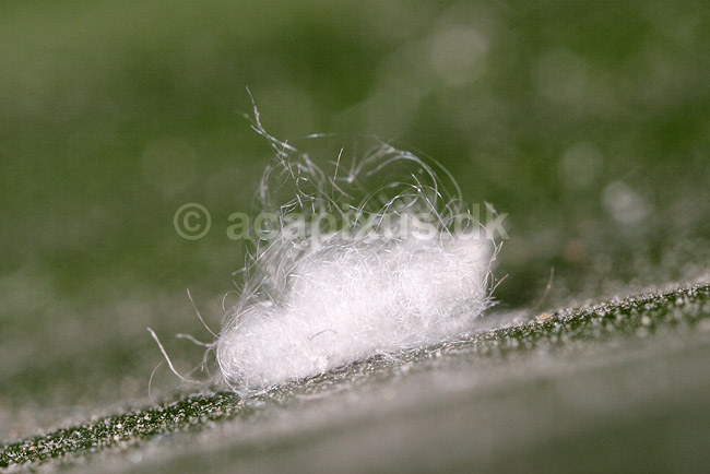 Uldlus. Langfrynset uldlus; Pseudococcus longispinus; �lstykke; Danmark; ; insekter; Skjoldlus, Coccoidea, Homoptera