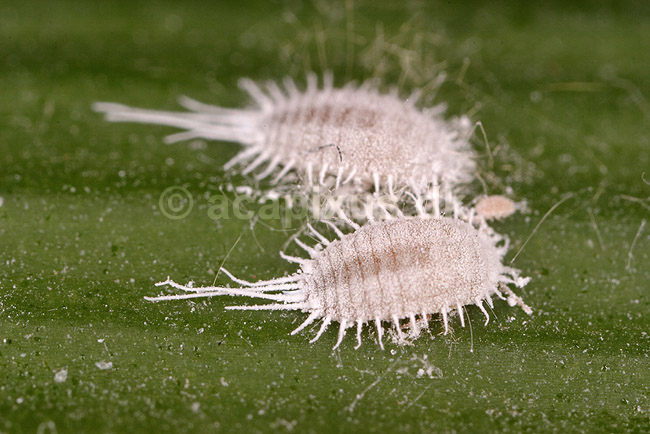 Uldlus. Langfrynset uldlus; Pseudococcus longispinus; �lstykke; Danmark; ; insekter; Skjoldlus, Coccoidea, Homoptera