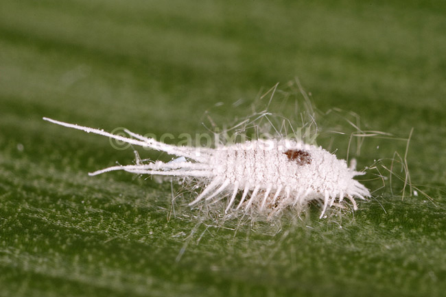 Uldlus. Langfrynset uldlus; Pseudococcus longispinus; �lstykke; Danmark; ; insekter; Skjoldlus, Coccoidea, Homoptera