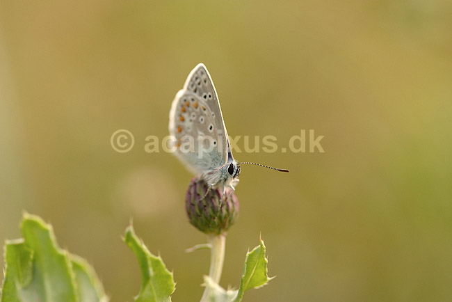 Bl�fugl. Almindelig bl�fugl; Polyommatus icarus; Klint; Danmark; ; insekter; Bl�fugle, Lycaenidae, Sommerfugle, Lepidoptera