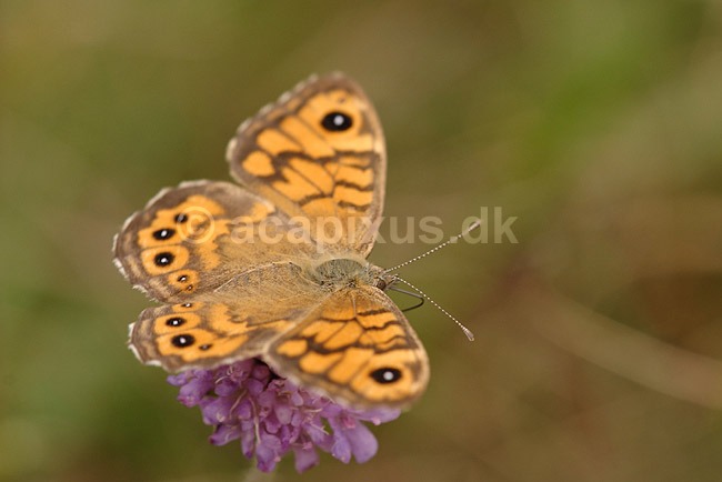 Vejrand�je. Vejrand�je, hun; Lasiommata megera; Klint; Danmark; ; insekter; Takvinge-familien, Nymphalidae, Sommerfugle, Lepidoptera